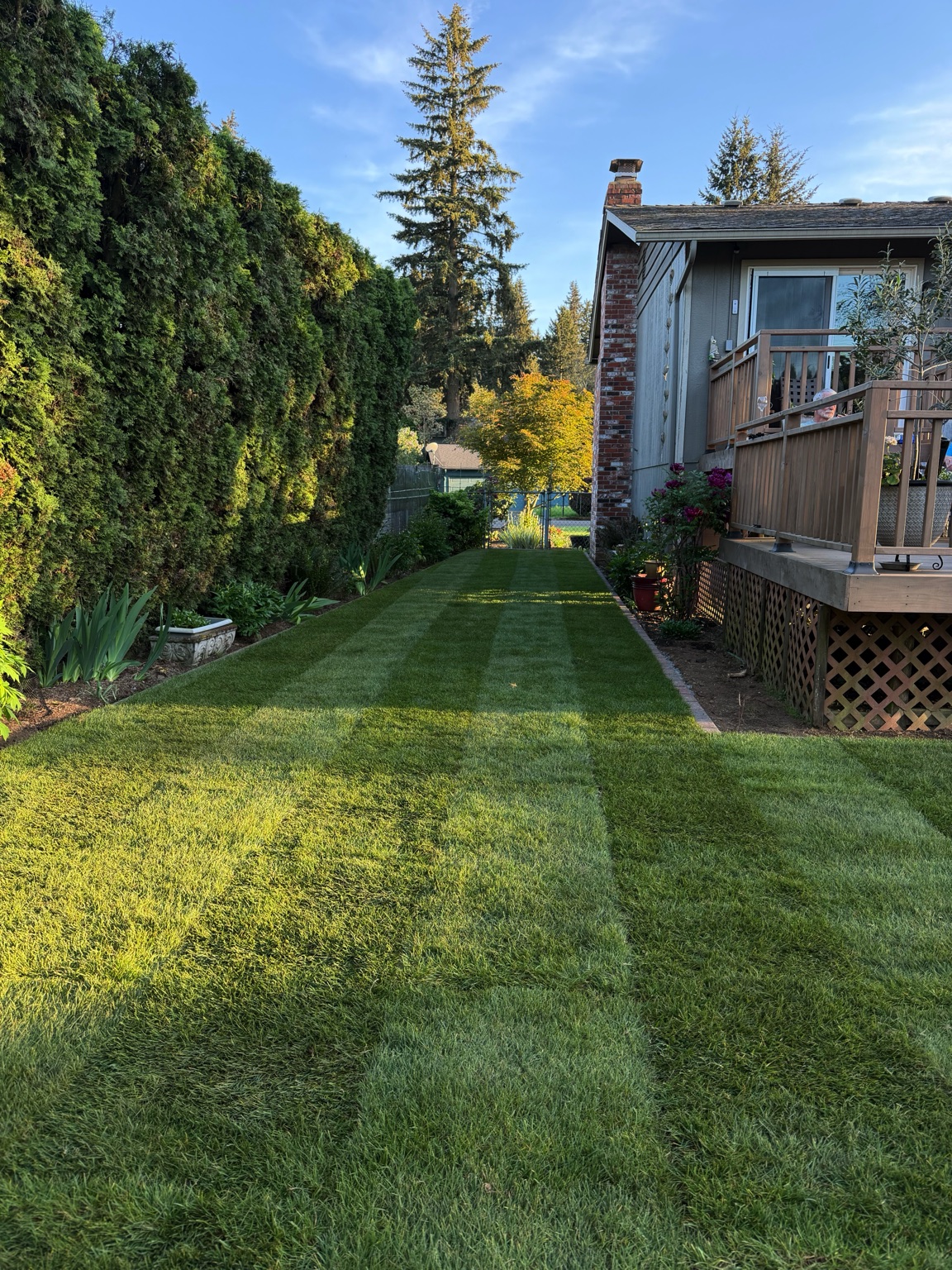 New sod installation